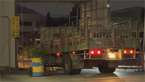 全台禁運宰豬隻解封 南部肉品市場提前1小時拍賣