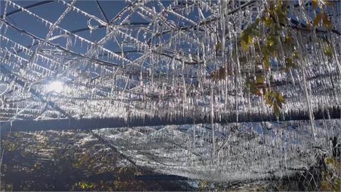 武陵農場藤花園冰晶宮再現　鹿谷大崙山夢幻雲海超壯觀