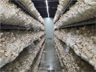 聽音樂讓杏鮑菇長更快、乳牛多產奶？聲波刺激正成智慧農業新利器