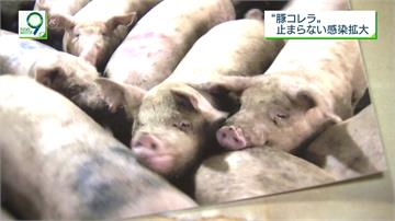 相隔26年！日本岐阜爆發豬瘟 逾13萬頭豬被撲殺