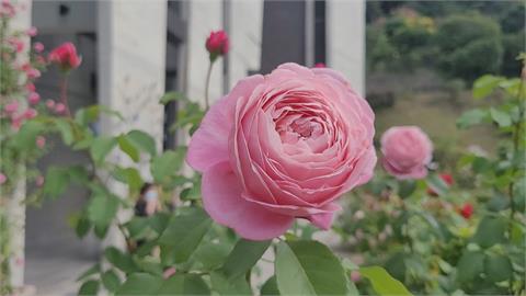 寒流來玫瑰更盛放　逾600品種爭奇鬥豔