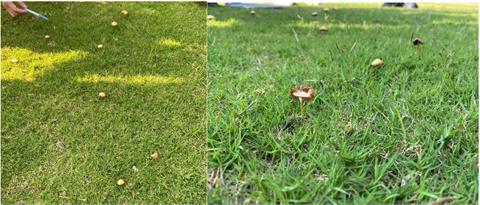 投手丘前竟長出十幾朵「小香菇」　新竹棒球場排水功能遭質疑