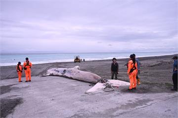 驚見15.4公尺巨鯨遺體飄花蓮外海！　海保署委託專家初步解剖