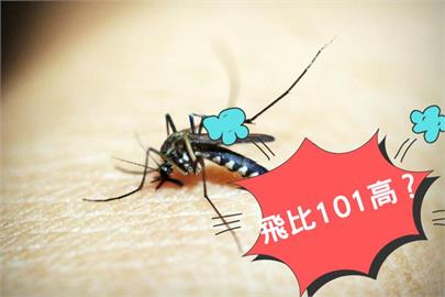 蚊子「飛行紀錄」可以破50樓？網友：連飛機上都能見到牠！