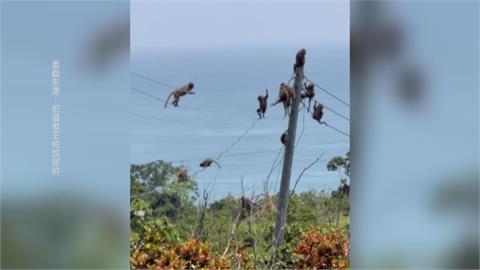 台東猴群占滿電線桿！　上演高空走鋼索　監視器也遭殃