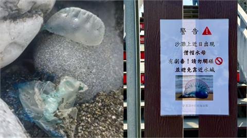 「世界第3毒」現蹤高雄西子灣！海洋局示警「僧帽水母」被螫恐喪命