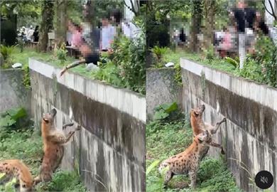 快新聞／扯！包手男跨欄挑釁鬣狗玩命　北市動物園怒了：依法究辦