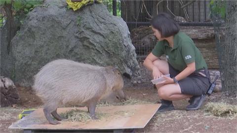 英國倫敦動物園動物秤重日　整座園區逾4百物種站上體重台