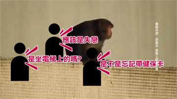 搭電梯上樓？基隆長庚頂樓驚見獼猴 網友笑：失戀？