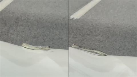 開高速前檔驚見「活體雨刷」?小蛇「風中狂甩」網笑喊:感受他的絕望