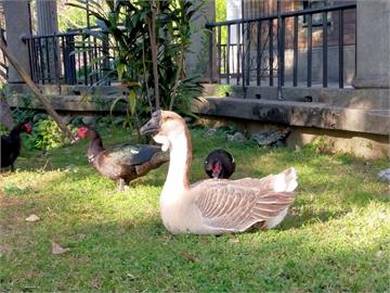 新竹公園「鵝寶」失蹤了！　民眾憂恐遭虐殺