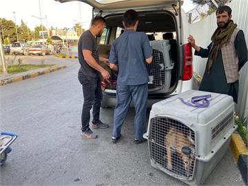 英結束喀布爾撤離　包機載200隻貓狗不載人引嘩然