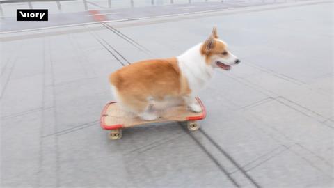 短腿柯基犬滑板高手！　下樓梯轉彎炫技網路爆紅
