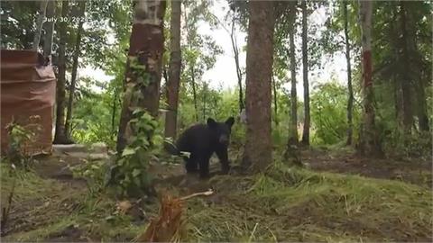 美國公園有熊出沒！　落單小熊被動物園收養逃過死劫