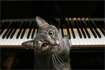 喵界奇才！ 史上第一隻跟樂團合奏的貓咪鋼琴手