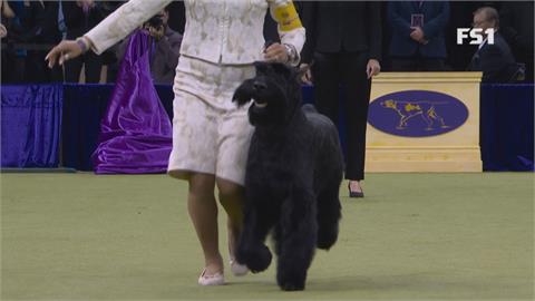 西敏犬展冠軍出爐 　巨型雪納瑞「蒙帝」封王