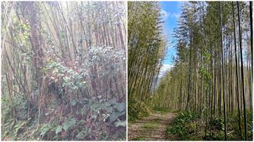 桃園農業局推動復興區老化竹林更新　落實永續發展