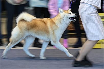 忠犬小八百歲冥誕　東京涉谷秋田犬大遊行吸睛