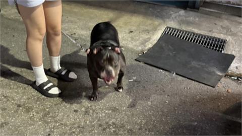 惡霸犬釀禍！新竹女騎腳踏車遇襲「腳趾甲掉落」爆血提告