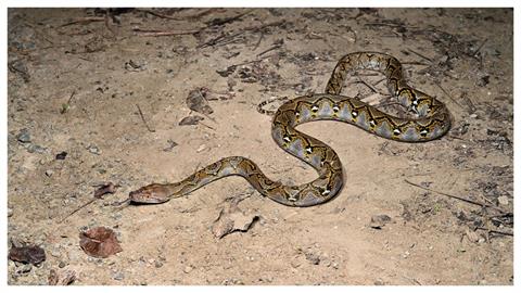 「世界最長蛇」恐高雄落地生根？專家曝「這條溪」是熱區...現蹤19次