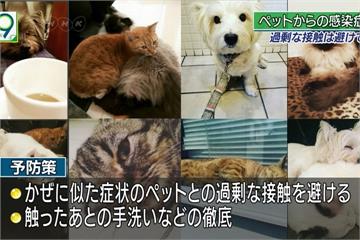 日本傳餵流浪貓  染「潰瘍棒狀桿菌」不治