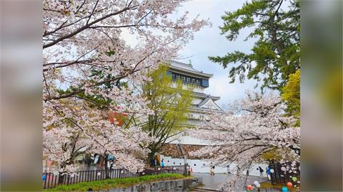 天氣放晴！日本各地櫻花盛開　民眾把握好天氣出門踏青