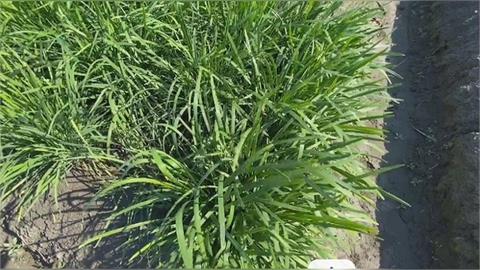 快新聞／饕客們有福了！農業部耗時7年改良新品種韭菜　夏季口感不打折