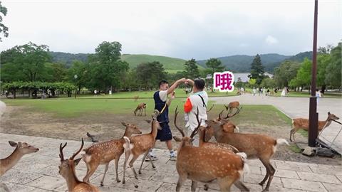 體驗日本奈良必訪行程！他公園餵鹿遭圍攻　崩潰喊：牠們報復性飲食