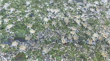 生態奇景超壯觀！10萬螃蟹寶寶回溯上岸