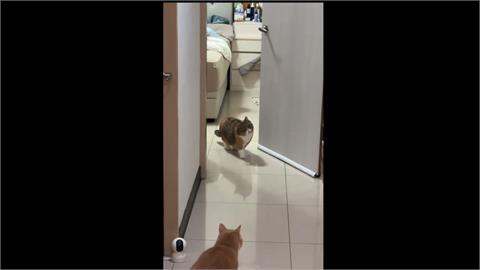 天搖地動！深夜７‧０強震　毛小孩嚇壞狂奔、貓咪「石化」