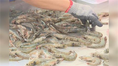 快新聞／不是宏都拉斯！「這國家」白蝦成為台灣饕客新歡　去年吸金17.5億