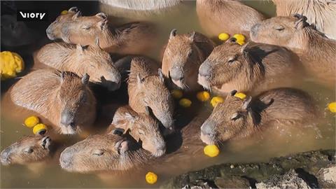 日本伊豆仙人掌動物園　「水豚泡溫泉」好療癒吸引遊客搶拍