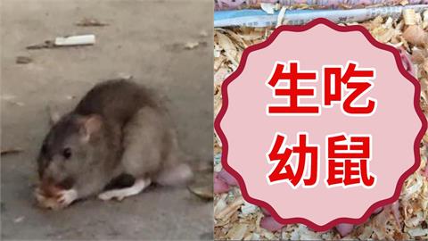 內有噁心畫面慎入／台北鼠患靠「吃」解決？中國竟「生食幼鼠」奇葩野味曝