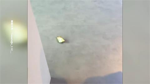 台中海洋館「魚跳缸疑受傷」網撻伐　館方回應了