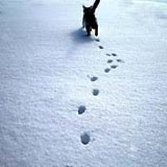 《隱藏在貓腳印裡的事實》光看足跡就能理解貓能輕鬆走在高處的理由？
