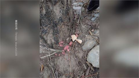 毒餌？男子台中中正公園沿路丟不明藥物　動保處獲報1松鼠死亡