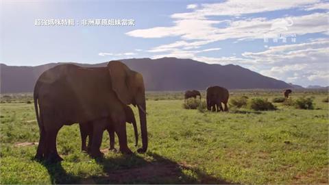 非洲草原女人當家　《超強媽咪特輯》一窺最強動物界母親