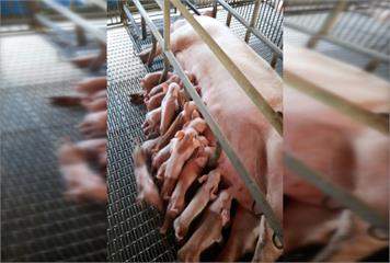 破紀錄！屏東母豬產下21隻健康豬寶寶
