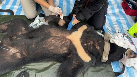 台灣黑熊「達古阿里」又受傷　左後腳被套索困住　救護人員緊急治療