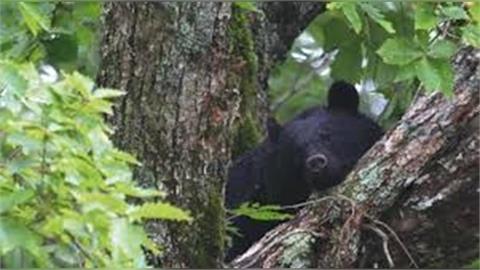 熊害頻傳!日本連假賞楓旅客心驚驚 入冬別大意!專家提醒要小心「都會熊」
