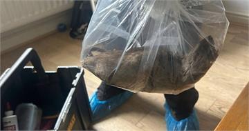 英國住宅驚現「貓級老鼠」　防治人員：恐為歷來最大