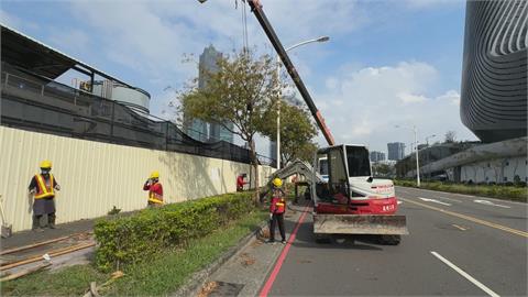 山陀兒過境！高雄路數超過兩千顆受損　知名「安全帽樹」恐無法救回