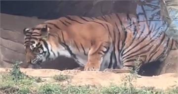 遊客驚見老虎啃食剛出生小老虎屍體　動物園：貓科動物本能
