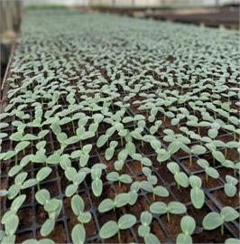 種苗場建立瓜類蔬菜育苗SOP　減少使用化學藥劑