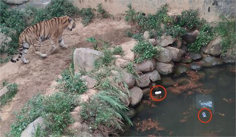 老虎籠驚見「2隻童鞋」…網嚇傻：被吃掉？新竹動物園回應了！