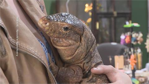 棄養爬寵數量增加 愛荷華州組織傳授照護心法