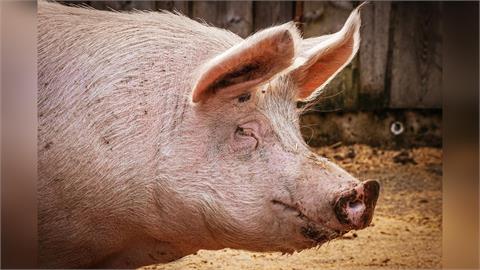 快新聞／2公噸流入市面！黑心肉商「漂白」病變豬大腸　農業部出手了
