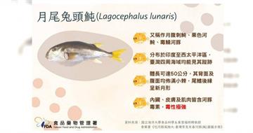 台近10年爆6起河豚中毒！專家：毒素耐高溫無解藥　誤食恐呼吸衰竭奪命