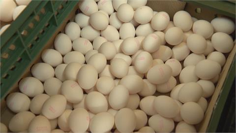 禽流感影響產量剩7成！　春節將至　市場每日缺蛋20萬至30萬顆