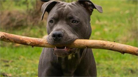 再半年就畢業⋯23歲女大生替人照顧狗！竟遭「3比特犬撕咬」慘死後院